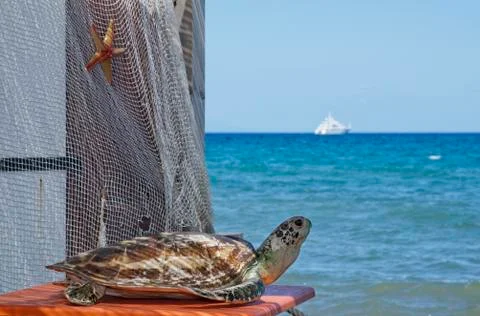 The turtle and the boat Stock Photos