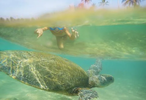 Turtle and boy Stock Photos