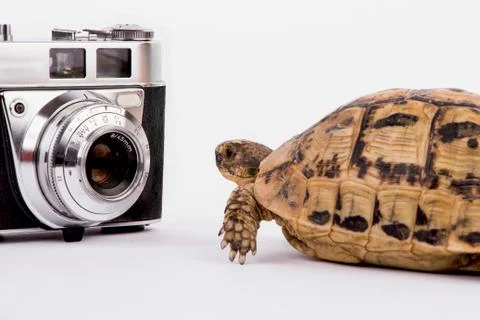 Turtle and Camera Stock Photos