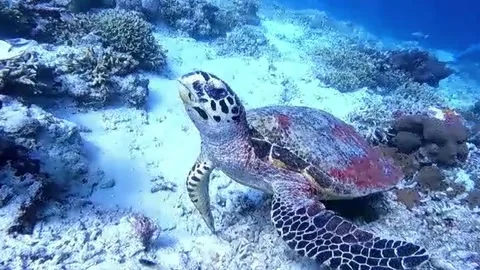 Turtle and coral reefs Video stock 262159887