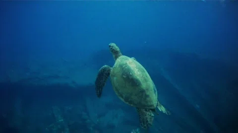 Turtle and diver 스톡 동영상 620147