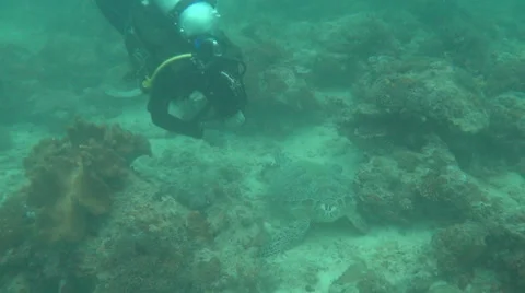 Turtle and diver Stock-Footage 61034131