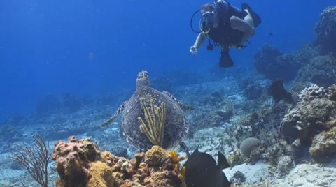 Turtle and diver waving Видео 8563361