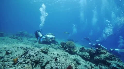 Turtle and Divers flyby-SF Video stock 12420902