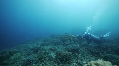 Turtle and Divers-SF Video stock 12420910