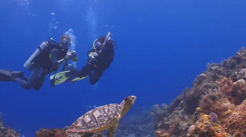 Turtle and divers taking pictures Видео 2399415