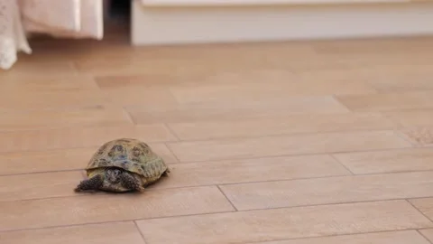 Turtle and dog at home. Stock Footage 244530027