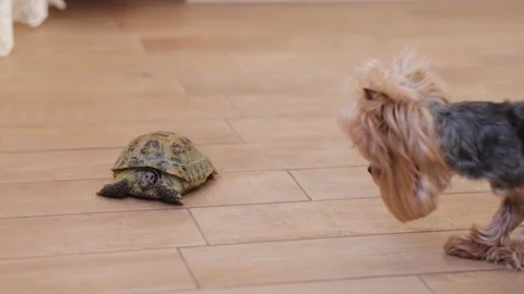 Turtle and dog at home. Stock Footage 244530048