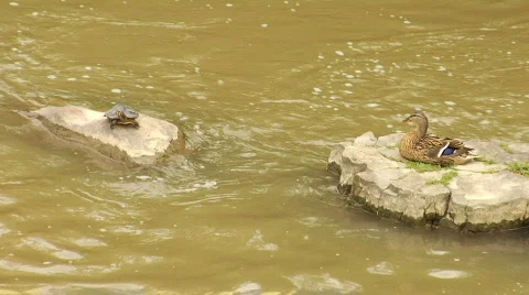 Turtle and Duck Stock Footage 757631