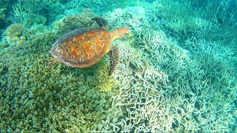 Turtle and fish Barrier Reef Stock Footage 327788749