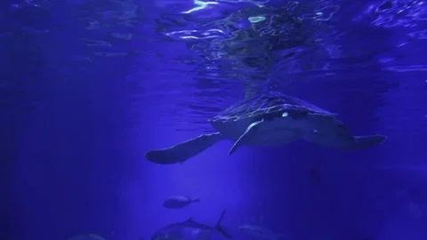 Turtle and fish float in the water Stock Footage 72788672