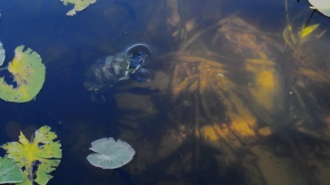 Turtle and fish in the lake Stock Footage 87691009
