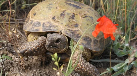 Turtle and flower Video stock 35236785