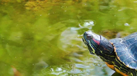 Turtle and the green Lake Stock Footage 35473866