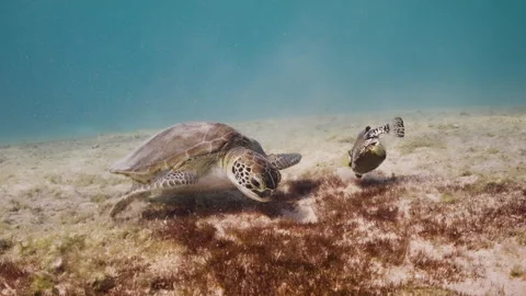 Turtle and Honeycomb cowfish feasting from the seabed 4K Stock Footage 294391052