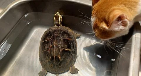 Turtle and kitten Stock Photos