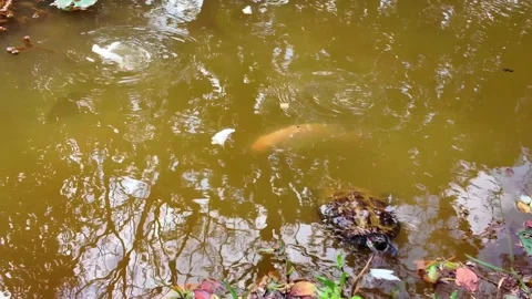 Turtle and Koi Interaction in Pond Stock Footage 328478105