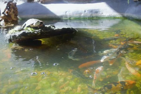 Turtle and the lake Stock Photos