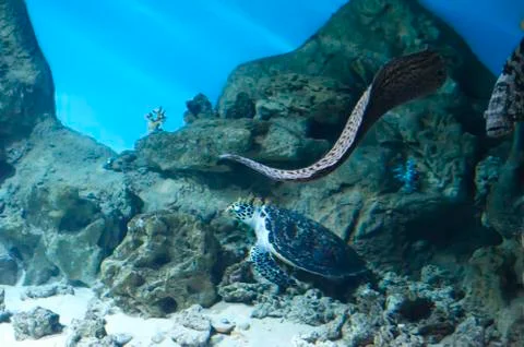 Turtle and moray Stock Photos