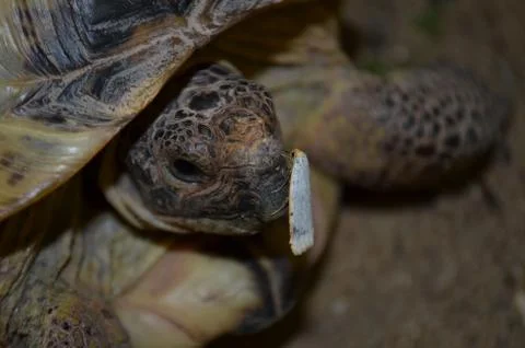 Turtle and Moth 库存照片