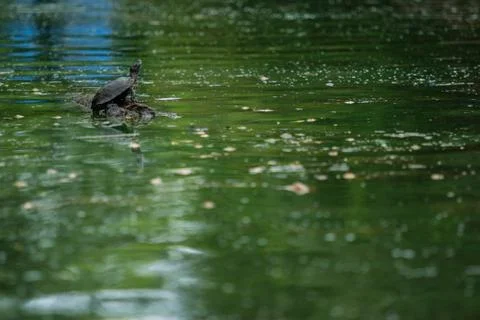 Turtle and peaceful Fotos Stock