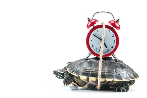 Turtle and red clock Stock Photos