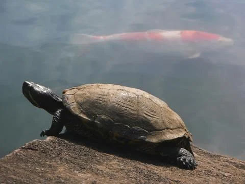 Turtle and  red fish Stock Photos