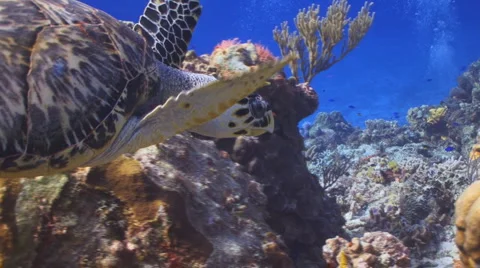 Turtle and reef Видео 1068002