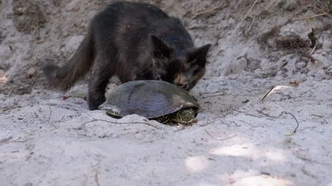 Turtle and Small Black Kitten on the Sand by the River. Slow Motion Stock Footage 135408406