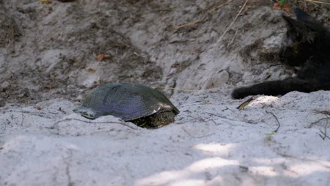 Turtle and Small Black Kitten on the Sand by the River. Slow Motion Stock Footage 135426173