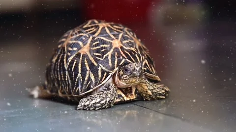 The turtle and snowfall. Funny moment with turtle. Domestic Pet Turtle.  Stock Footage 233803002