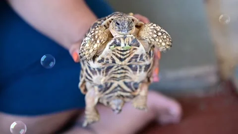 Turtle and Soap Bubble. Funny and Cute Bathing. Health Care. Happy Turtle.  Stock Footage 233802995