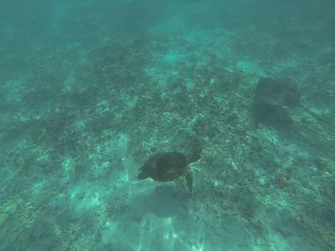 Turtle and Stingray cross each other! Stock Footage 101450549
