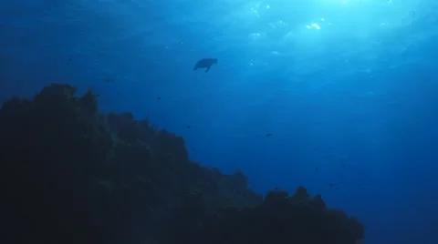 Turtle and sun Видео 4006517