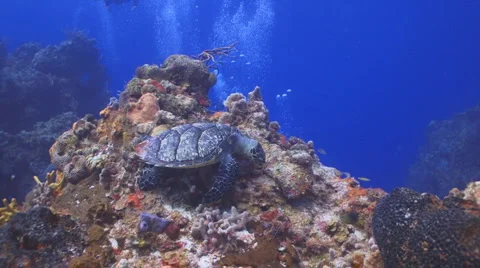 Turtle and tropical fish 1 Vídeo Stock 2401967