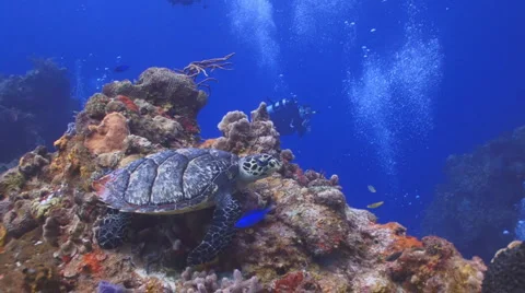 Turtle and tropical fish 2 Видео 2404457