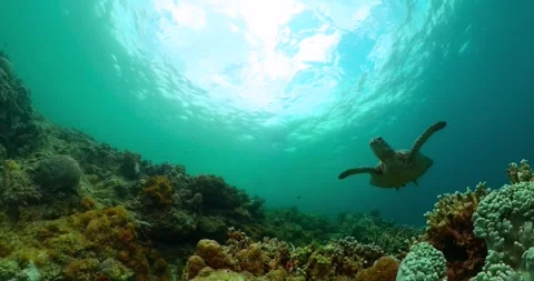 Turtle and tropical fish over the coral reefs. Stock Footage 317767520