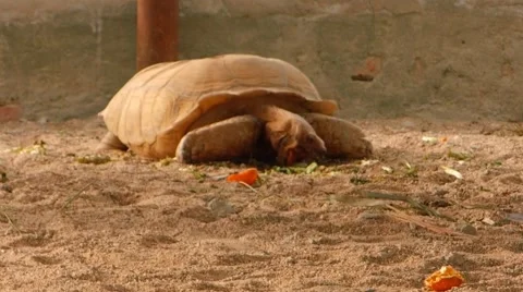 Turtle and vegetables Stock Footage 48332449