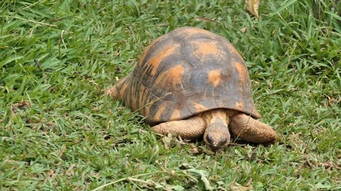 Turtle anguladet eat 2 Video stock 103165218