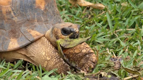 Turtle anguladet eat Stockbeeldmateriaal 103164719