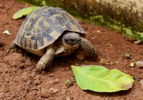 Turtle animal Stock Photos