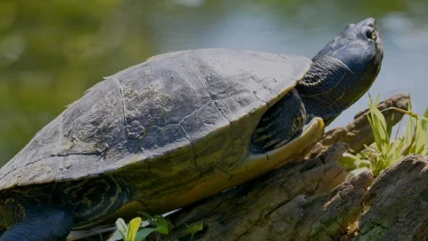 Turtle animal wildlife Stock Footage 274414735