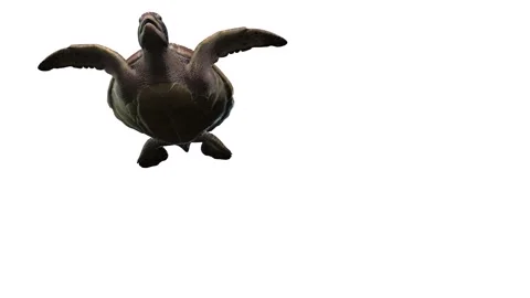 The turtle animation Stock Footage 151725457