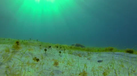 A turtle appears near the surface with a sunflare Stock Footage 42750363