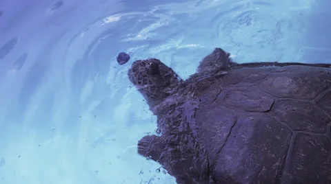 Turtle appetite UHD Video stock 27117175