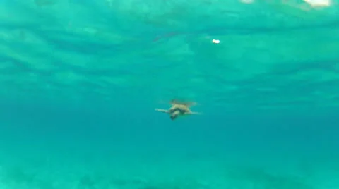 Turtle approach and dive Stock-Footage 24353334