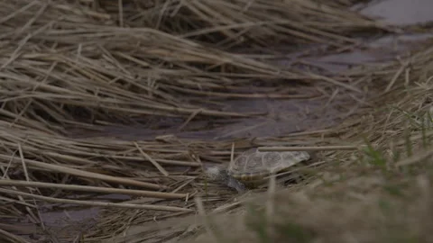 Turtle approaching a stream and water Stock Footage 310026139