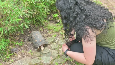 Turtle approaching woman. 動画素材 330274382