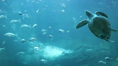 Turtle in an aquarium  2 Video stock 153658161