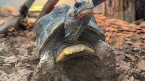 Turtle in the aquarium close-up, pet Stock Footage 244395067